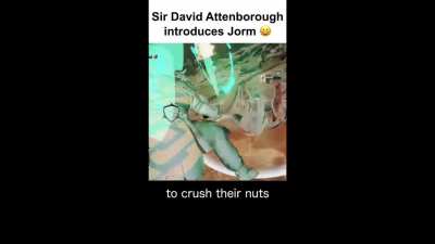 Sir David Attenborough introduces Jorm aka George aka...