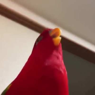 Party parrot