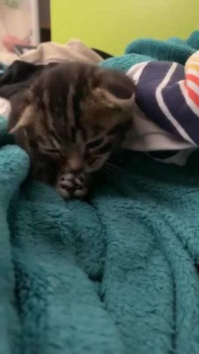 Pip&rsquo;s first time cleaning herself!