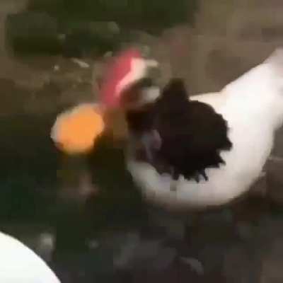 Cannibalism