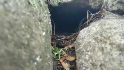 "It sees this guy didn't dig a very deep burrow..."