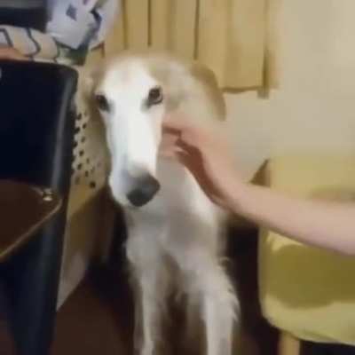 gluesniffer dog