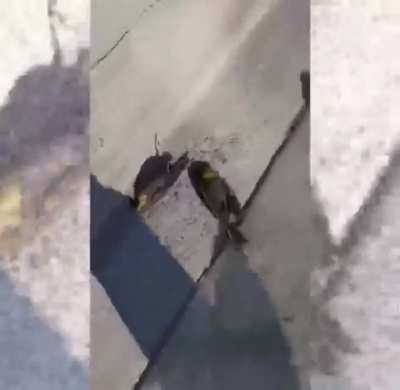 Hundreds of Birds dying &amp;amp; falling from the Sky in Mexico in the city of Cuauht&eacute;moc, Chihuahua. The images show migratory birds crashing into the ground. The &lsquo;strange occurrence&rsquo; was recorded on Monday.