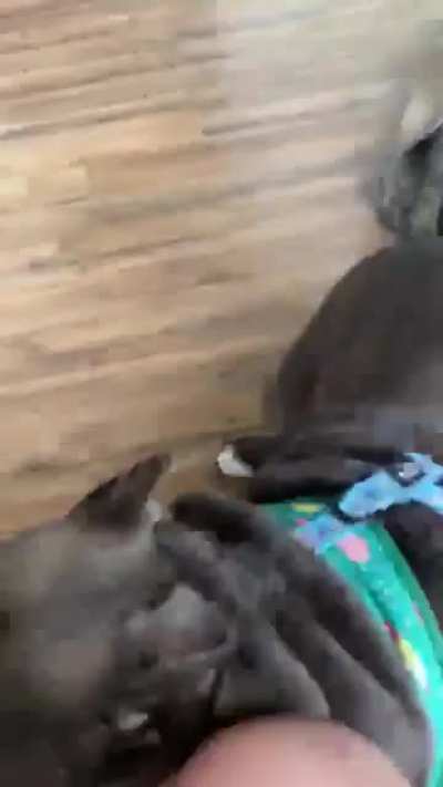 hippo thrusters engaged
