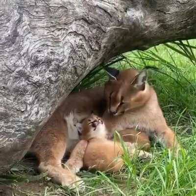 Copycat