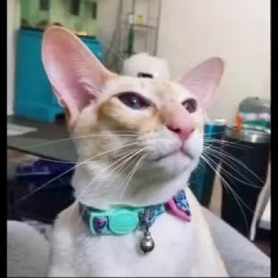 Hola MAAU este es para el v&iacute;deo, por cierto sub&iacute; un v&iacute;deo que se llama primer mundo vs Latinoam&eacute;rica del canal Many Unusual Posting por si quieres pasarlo a ver, cu&iacute;date😎🤝