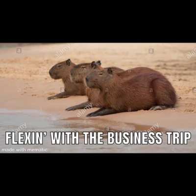 capybara meme