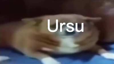 One day of Ursu!