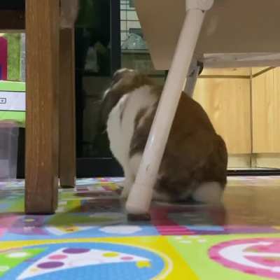 Bonk