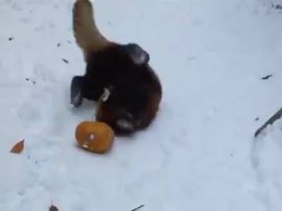 touch tha orange