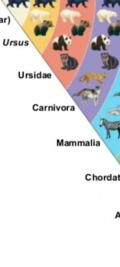 Taxonomy sus???