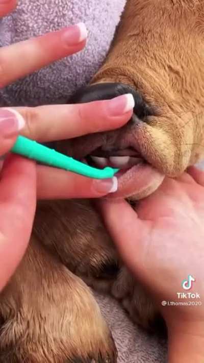 Cow Spa Day!