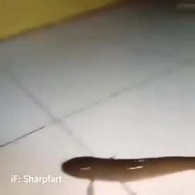 he gone
