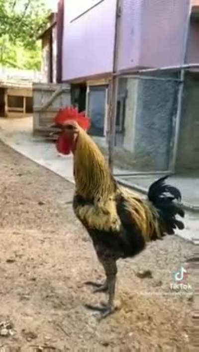 Screaming cock