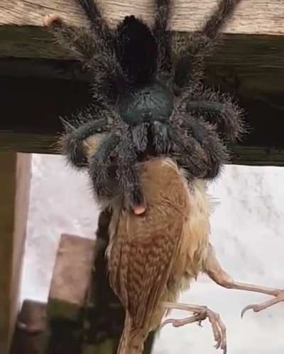 Cursed_Snack