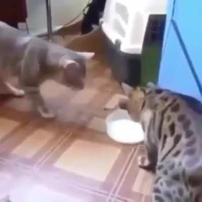 🤝Fren🤝