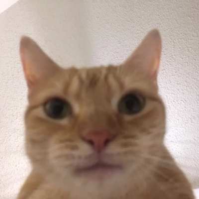 swgcat tribute