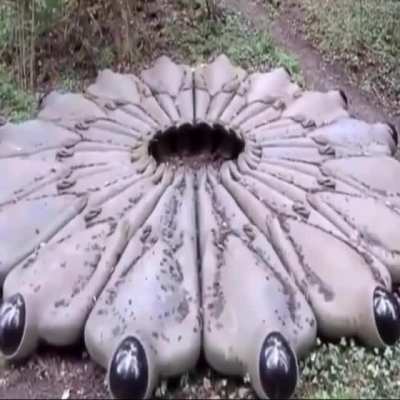 Cursed_pog