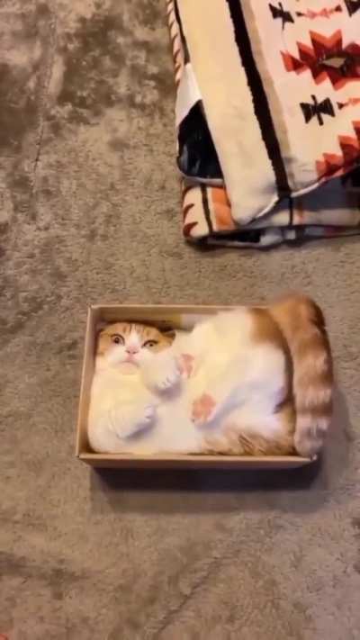 STUPID wunk won&rsquo;t stop thinking inside the box!