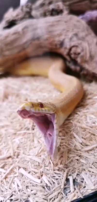 Jaw stretch. 😍