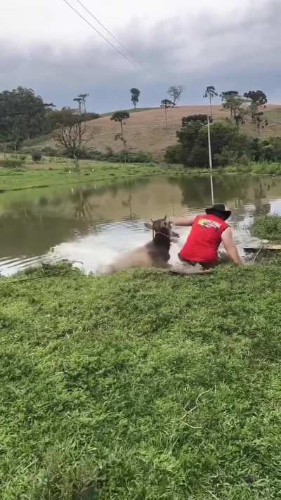 I'm cow and this is Jackass