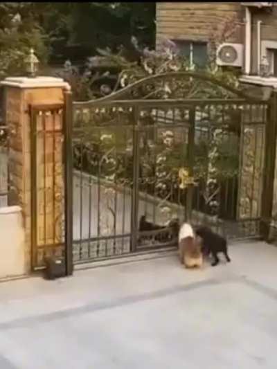 &bdquo;Dogs are the most loyal animals.&ldquo; The dogs: