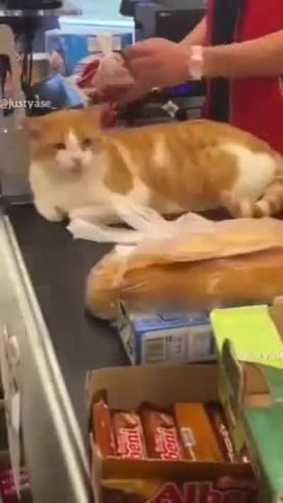 typical Istanbul cat