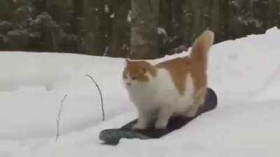A little fluffy but she&rsquo;s got the moves!