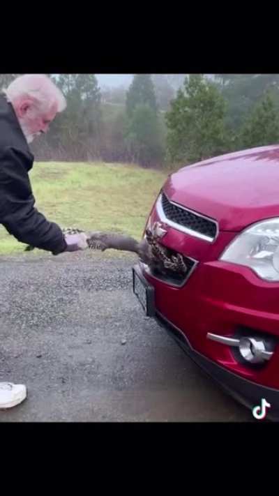Yes, that&rsquo;s a turkey hardstuck in a car.