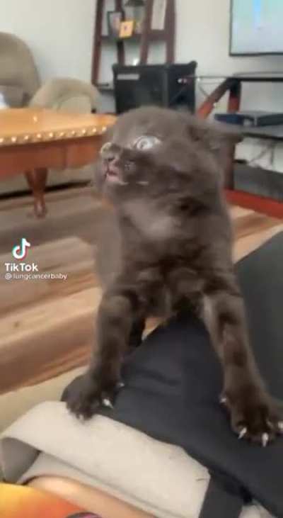 this cat