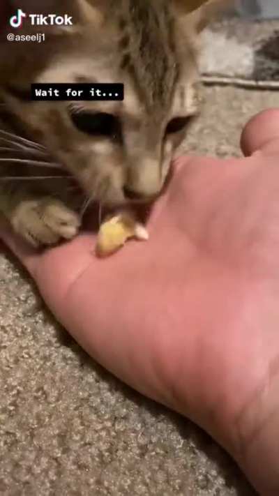 CEO of Nomnom