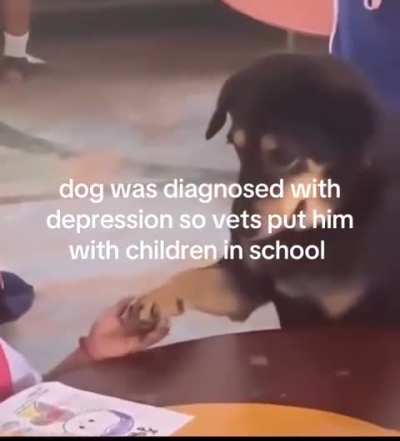 Dog was diagnosed with depression so vets put him with children in school 🥹
