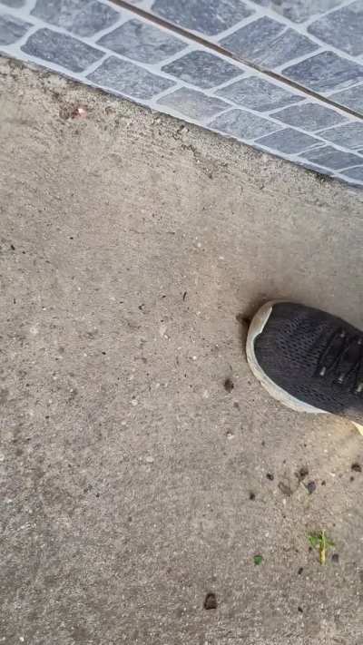 Spider😱