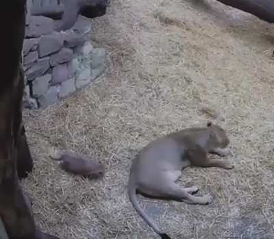 Sneak +100