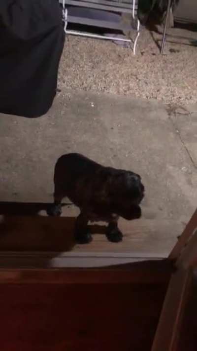 Son sent me this saying the dog won&rsquo;t come in...