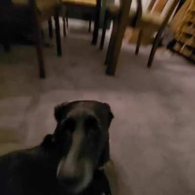 what da dog doin?