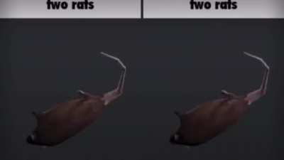 rat