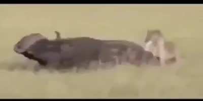 Hyena rips apart a buffalo&rsquo;s balls