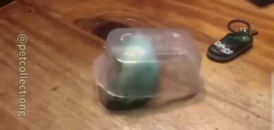 Smart, but not very smart