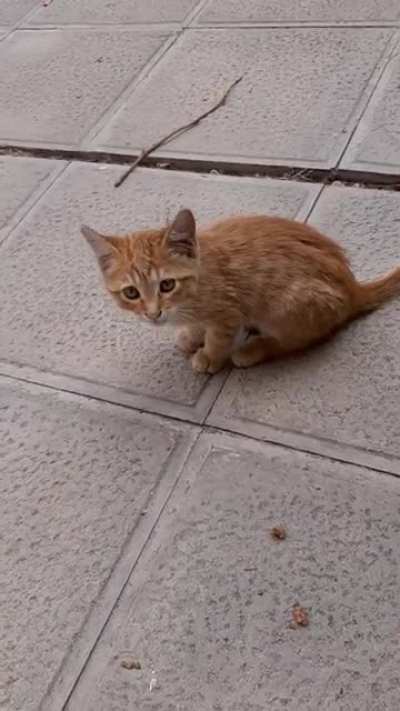 This kitten I found just outside my home.