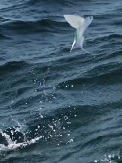 Flying fish..