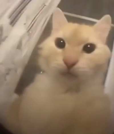 Cat.
