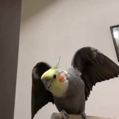 Archie might look like an eagle right now but he sounds like a chicken