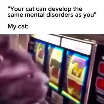 Losercity cat