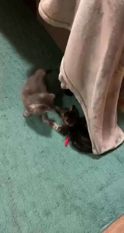 My sister&rsquo;s foster kittens &hearts;️