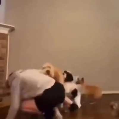 Lifting her leg must've been the signal
