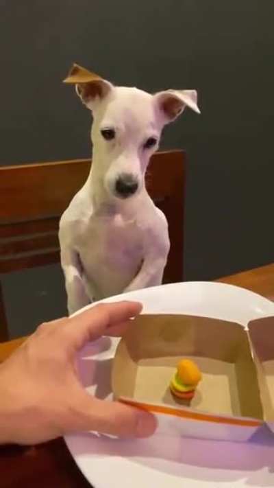 Sharing a Special Meal with the Doggo