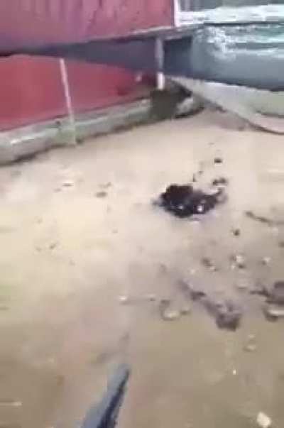 🐔