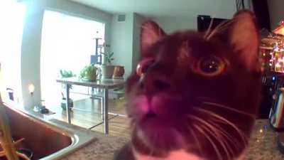 Kitty thinks owner is trapped in the speaker