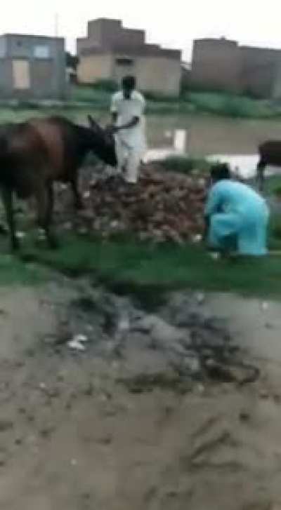 Cow used instead of water bot for racing